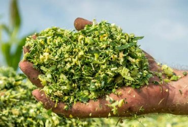 Mısır Silajı Nedir ?